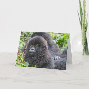 Carte Baby Mountain Gorilla