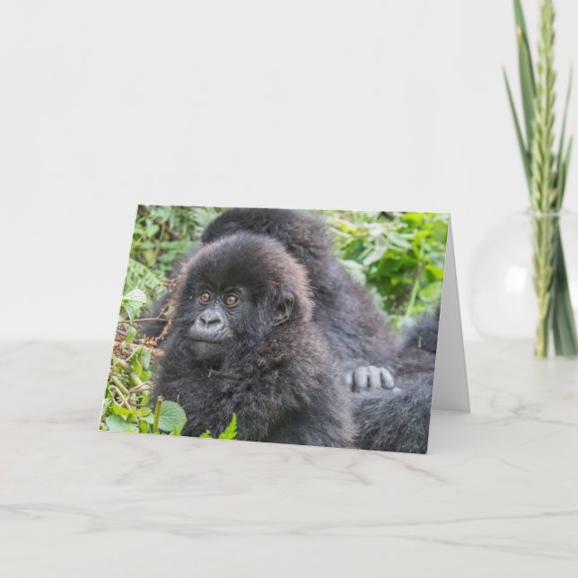 Carte Baby Mountain Gorilla (Devant)