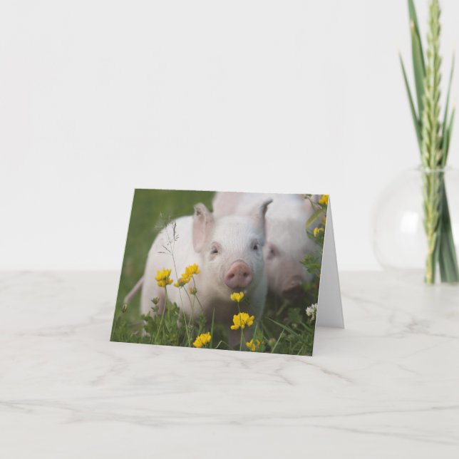 Carte Baby Piglet dans le champ de fleurs jaunes (Devant)