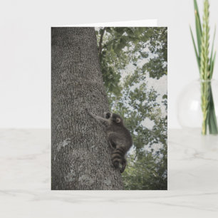Carte Baby Raccoon