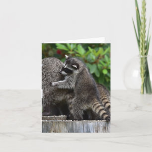 Carte Baby Raccoons et maman