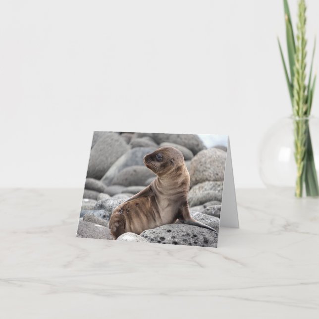 Carte Baby Sea Lion Greeting Card (Devant)