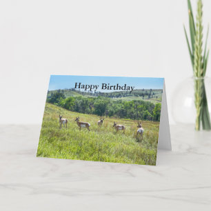 Carte Bachelor Pronghorn Antelopes fête son joyeux anniv