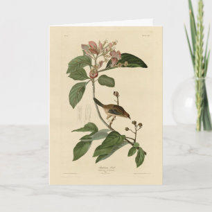 Carte Bachman's Finch (Sparrow) Audubon Birds of America