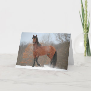 Carte Baie Andalousie Stallion debout En Neige