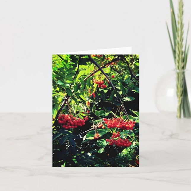 Carte Baies rouges (Devant)