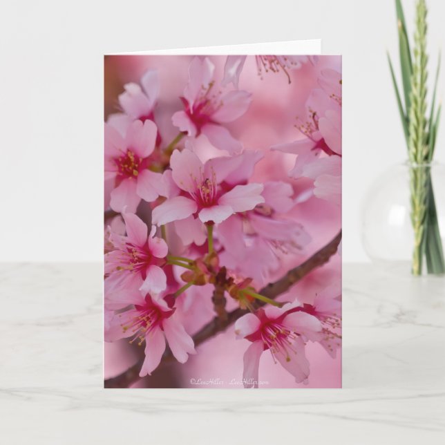 Carte Baigné dans des fleurs de cerisier japonaises (Devant)