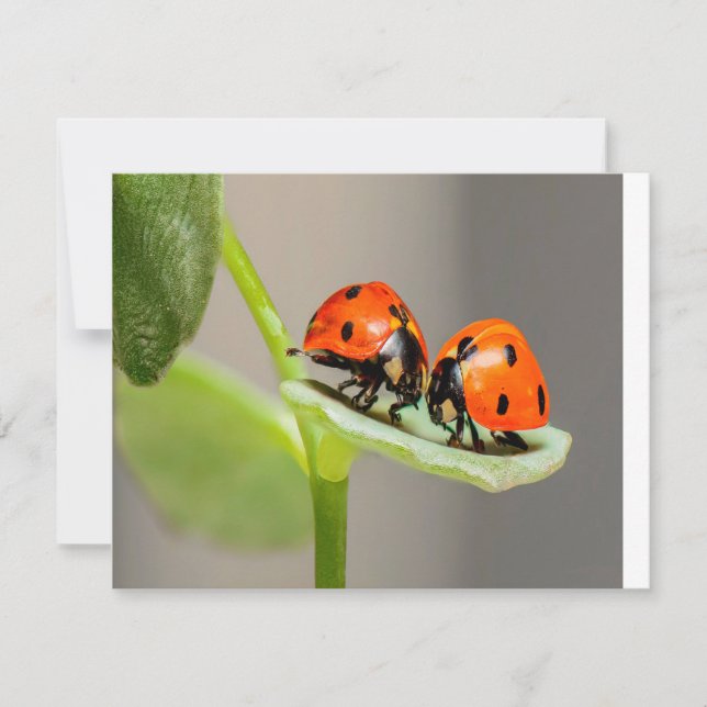 Carte Baiser Ladybugs (Devant)