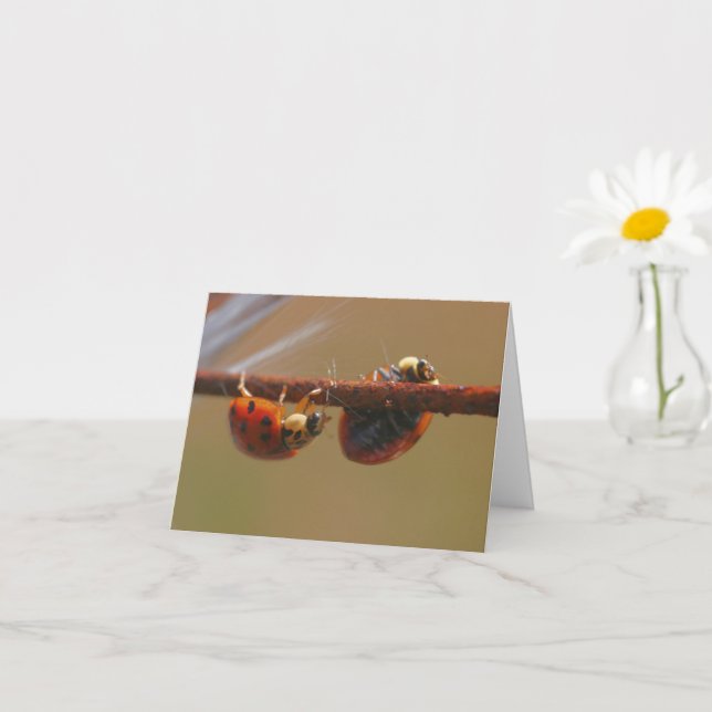 Carte Balancing Ladybugs Nature Photonote (Petite plante)