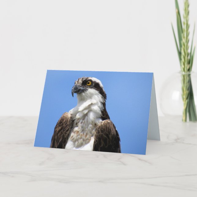 Carte Balbuzard pêcheur (4964) (Devant)