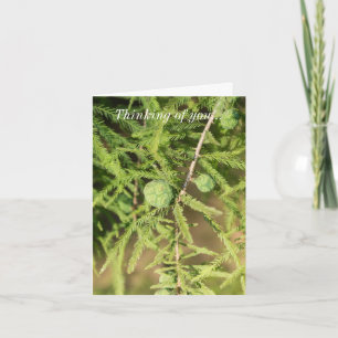 Carte Bald Cypress Semence Cône Penser De Vous