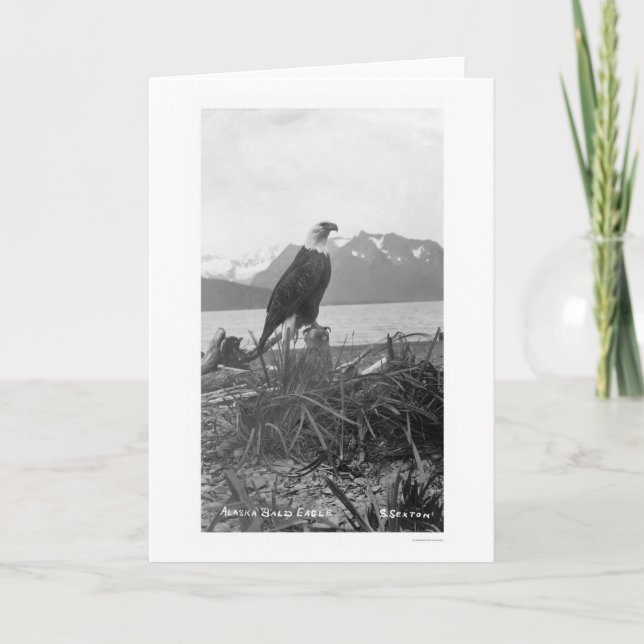Carte Bald Eagle Alaska 1920 (Devant)