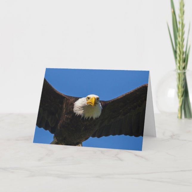 Carte Bald Eagle Flyby Up Close (Devant)