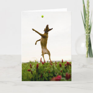 Carte Balle de tennis contagieuse de chien dans l'entre