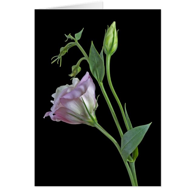 Carte Ballerina (Devant)