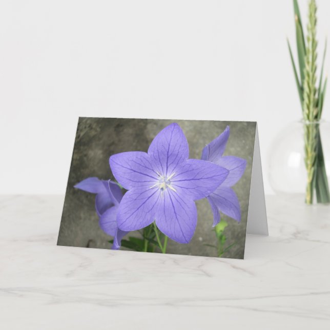Carte Balloon Flower (Devant)