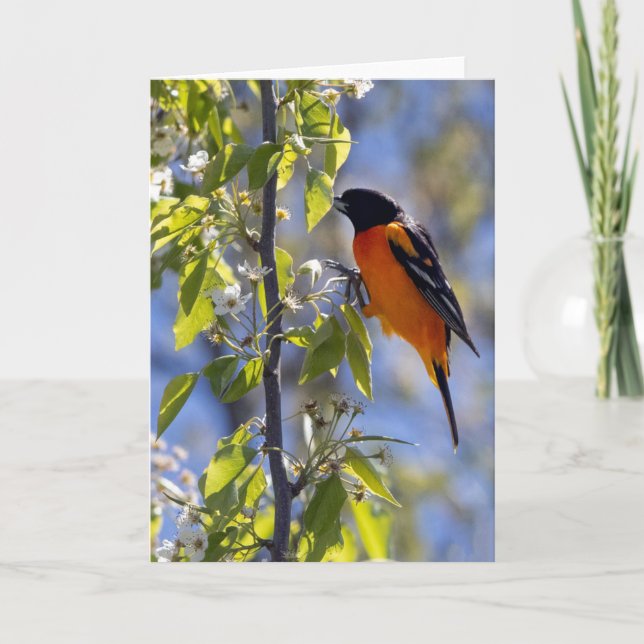 Carte Baltimore Oriole Blank Note Card (Devant)