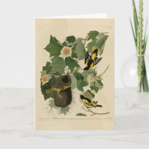 Carte Baltimore Oriole - d'Audubon's Birds of America