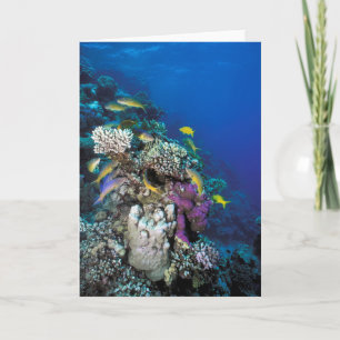 Carte Banc de rougets autour d'un petit corail