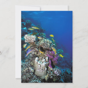Carte Banc de rougets autour d'un petit corail