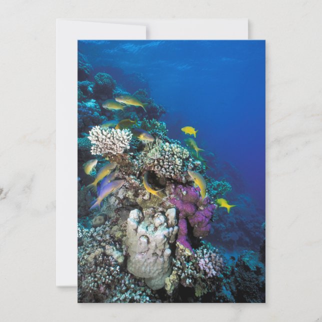 Carte Banc de rougets autour d'un petit corail (Devant)