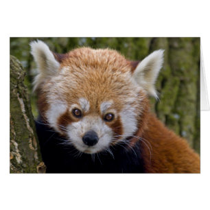 Carte Bandit Rouge