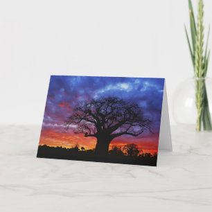 Carte Baobab africain, Adansonia digitata, 2