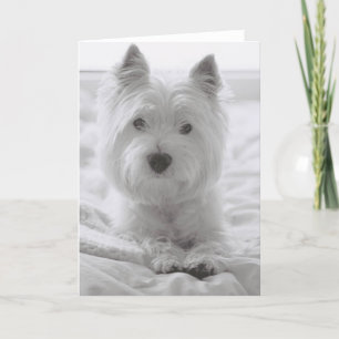 Carte Barko dans le lit