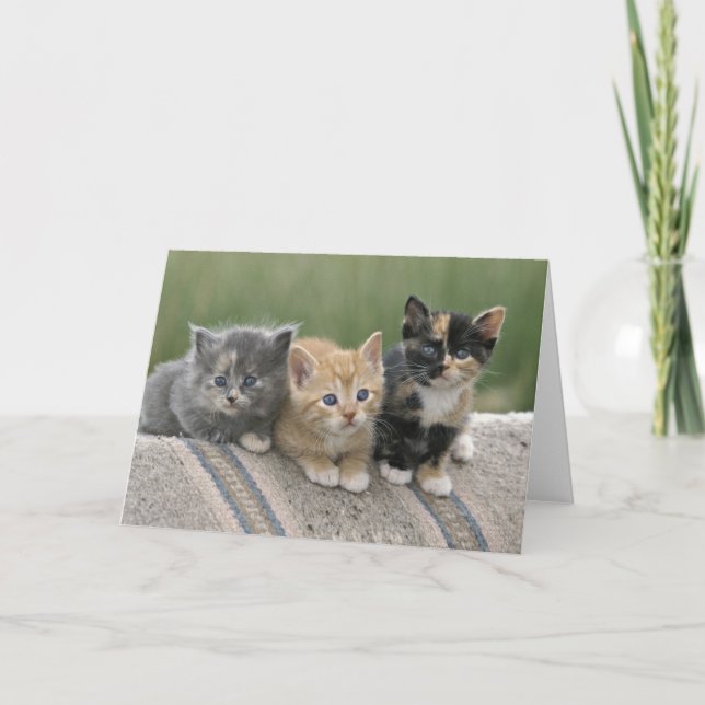 Carte Barn Kittens sur une couverture à cheval (Devant)