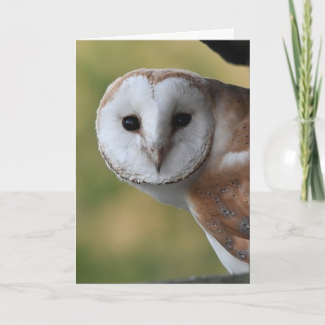 Carte Barn owl Ecosse (Devant)