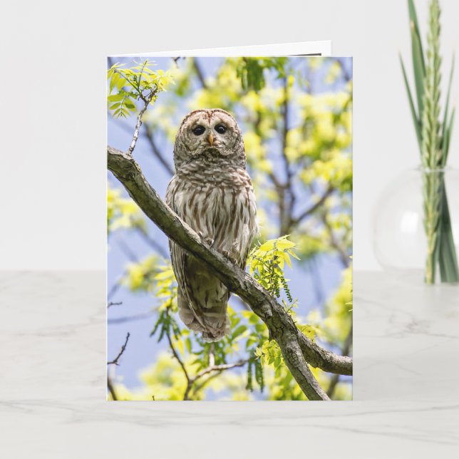 Carte Barred Owl (Devant)
