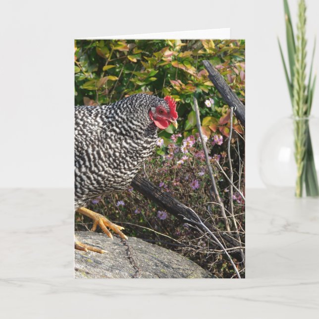 Carte Barred Rock Hen (Devant)