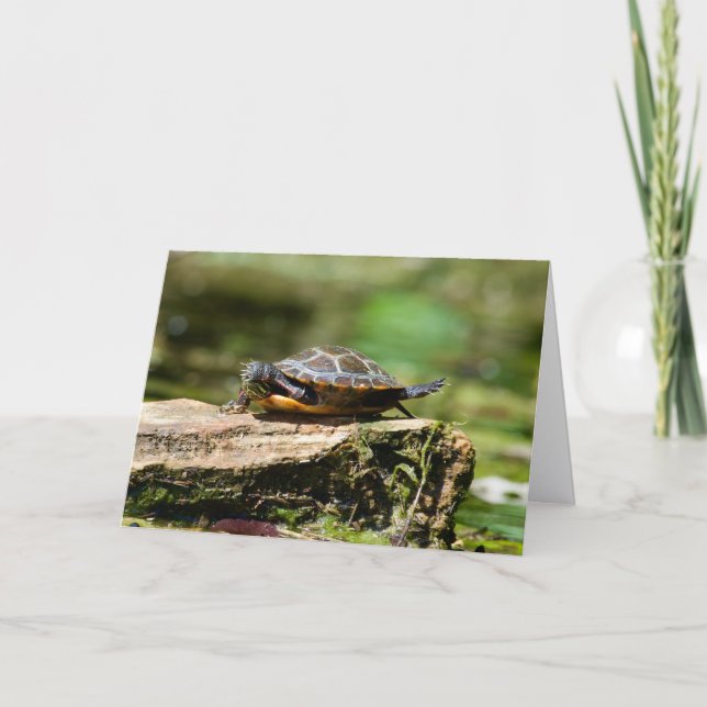 Carte Bashful Turtle Birthday Card, 5x7 (Devant)