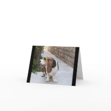 Basset Hound avec lunettes de soleil