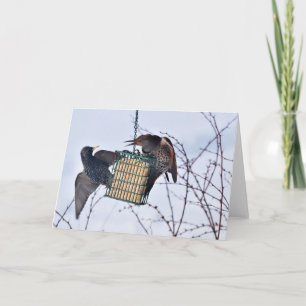 Carte Bataille entre Northern Flicker et Starling !