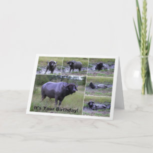 Carte Bath de boue de Buffalo de cap de joyeux