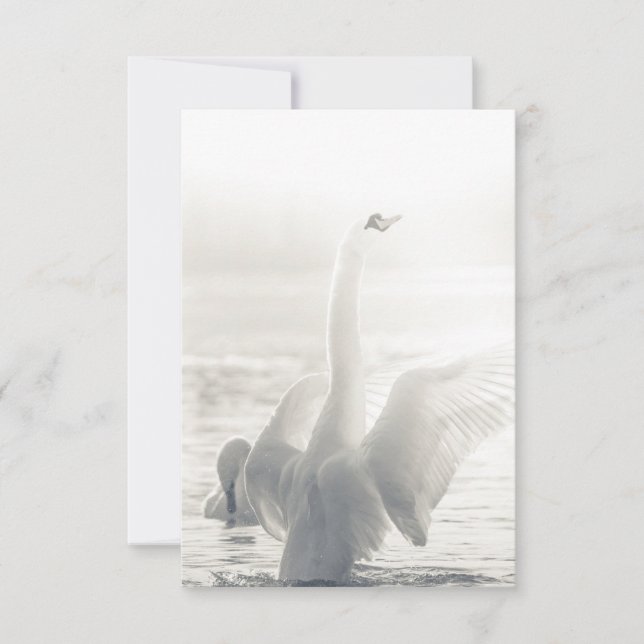 Carte Bathing Swan Photo (Devant)