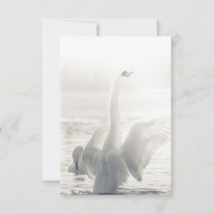 Carte Bathing Swan Photo