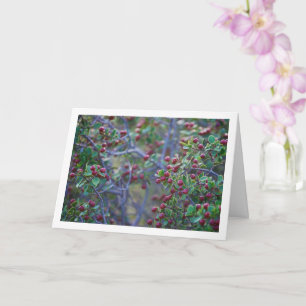 Carte Baudrier méditerranéen, Rhamnus Alaternus Plante