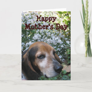 Carte Beagle