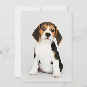 Carte Beagle Chiot, incroyablement mignon