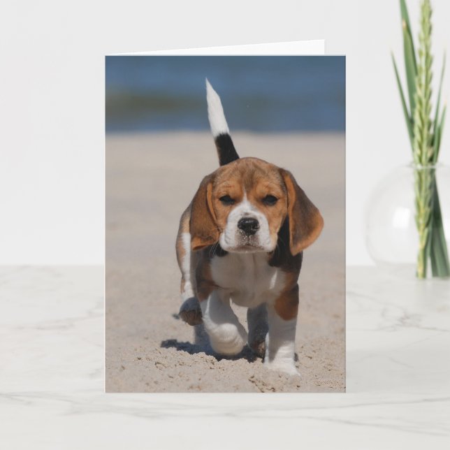 Carte Beagle puppy (Devant)