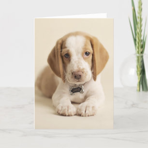Carte Beagle Puppy