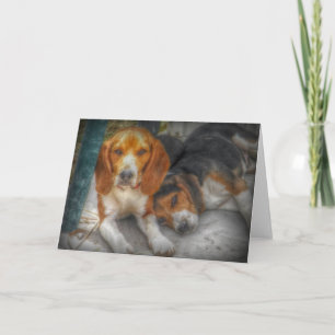 Carte Beagles frères