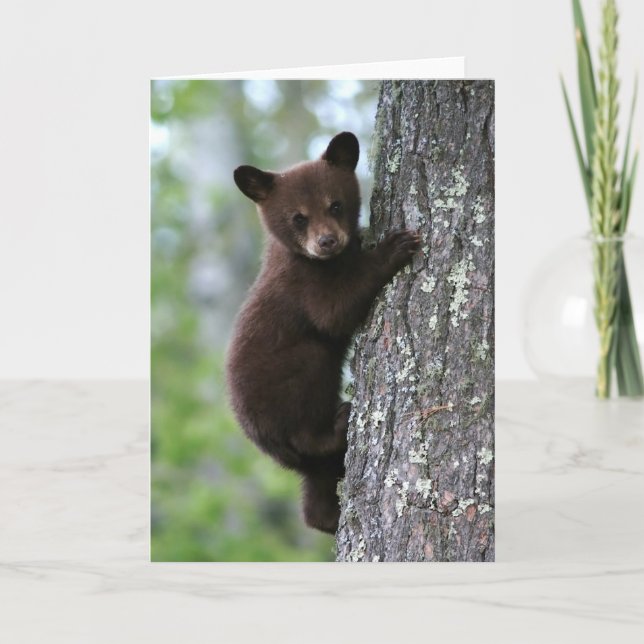 Carte Bear Cub (Devant)