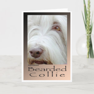 Carte Bearded Collie