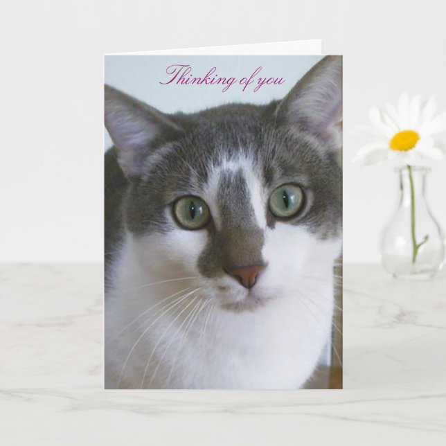 Carte Beau chat gris et blanc-Pensée de vous (Petite plante)