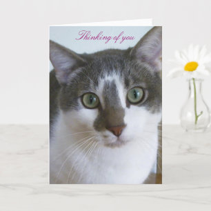 Carte Beau chat gris et blanc-Pensée de vous