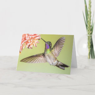 Carte Beau colibri volant à une sympathie de fleurs