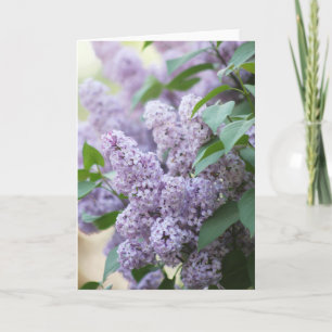 Carte Beau Printemps vieux mode Lilac Blank